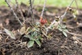 Rosarium. closeup view of teen rose bush in early spring