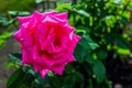 Rosarium rose in the garden