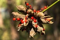 Rosary pea Royalty Free Stock Photo