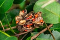 Rosary pea Abrus precatorius seeds closeup - Long Key Natural Area, Davie, Florida, USA