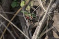 Rosary Pea Coral bead vine Indian liquorice Rosary Pea, Coral bead vine Indian liquorice