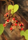 Rosary pea- Jequirity seeds