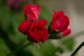 Rosas Royalty Free Stock Photo