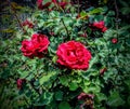 Rosas gemelas Royalty Free Stock Photo