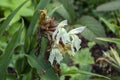 Roscoea x beesiana