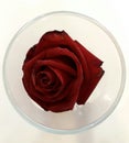 Rose Ã Â¸ÂÃ Â¸Â¸Ã Â¸Â«Ã Â¸Â¥Ã Â¸Â²Ã Â¸Å¡