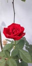 rose Royalty Free Stock Photo