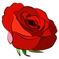 Red Rose