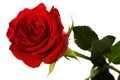 Rose Royalty Free Stock Photo