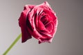 Rose Royalty Free Stock Photo