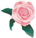 Rose Royalty Free Stock Photo