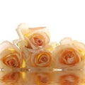 Rose Royalty Free Stock Photo