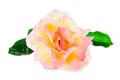 Rose Royalty Free Stock Photo