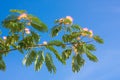 Rose acacia branch