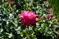 Rose \'Acapella\' blooms with pink-white flowers in July in the park. Berlin, Germany Royalty Free Stock Photo