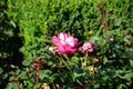 Rose \'Acapella\' blooms with pink-white flowers in July in the park. Berlin, Germany Royalty Free Stock Photo