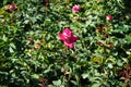 Rose \'Acapella\' blooms with pink-white flowers in July in the park. Berlin, Germany