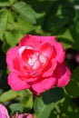 Rose Acapella Royalty Free Stock Photo
