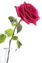 Pink Rose against white Background Royalty Free Stock Photo