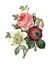 Rose, anemone, clematis | Redoute Flower Illustrations