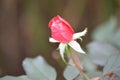 A rose by any other name is still a rose. Royalty Free Stock Photo