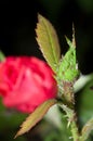 Rose Aphids infestation Royalty Free Stock Photo