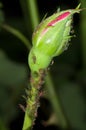 Rose aphids lice Royalty Free Stock Photo