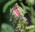 Aphids (macrosiphum rosae) on a rose Royalty Free Stock Photo