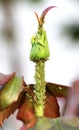 Aphids (macrosiphum rosae) on a rose Royalty Free Stock Photo