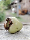 A rose-apple fell down because of insects Royalty Free Stock Photo