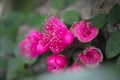 Rose apple flower blossom with close up shot Royalty Free Stock Photo