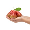 Rose Apple Fruit hand cradling three bell fruits low angle close up shot Royalty Free Stock Photo