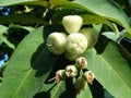 Rose apple - fruit of Syzygium malaccense tree Royalty Free Stock Photo