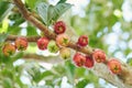 Rose apple fruit Royalty Free Stock Photo