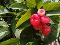 Rose apple fruit, Wax apple fruits. Myrtaceae tropical fruit. Royalty Free Stock Photo