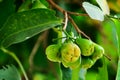 Rose apple Royalty Free Stock Photo