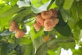 Rose Apple Jambu tree Royalty Free Stock Photo