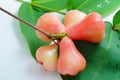 Rose Apple