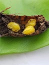 Pupa of Rose apple leaf roller weevil in Viet Nam.