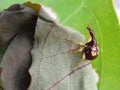 Rose apple leaf roller weevil in Viet Nam. Royalty Free Stock Photo