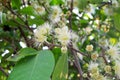 Rose apple pollen Royalty Free Stock Photo