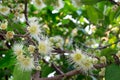 Rose apple pollen Royalty Free Stock Photo