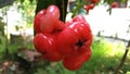 Rose Apple Syzygium jambos Royalty Free Stock Photo