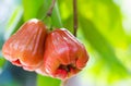 Rose Apple Thai people called chomphu on tree in the garden th