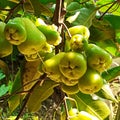 Rose apple, on a tree with dark leaves, green apples growing on the branch Royalty Free Stock Photo