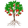 Rose apple tree with fruit and roots on a white background.