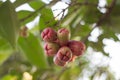 Rose apple Royalty Free Stock Photo