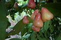 Rose apple on tree Royalty Free Stock Photo