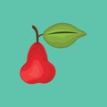 rose apple. Vector illustration decorative design Royalty Free Stock Photo