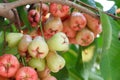 Rose apples on tree Royalty Free Stock Photo